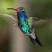 Broad-billed Hummingbird